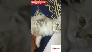 القطة مشمشة بتلعب وقت الصلاة رخمة 