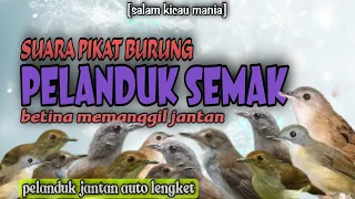 suara pikat burung pelanduk semak ampuh pelanduk semak betina memanggil jantan