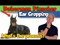 Doberman Pinscher Ear Cropping What s it Like