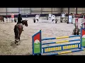 Lagu Eternal Sunshine PM (Emerald van 't Ruytershof x Kashmir van Schuttershof x Clinton) NRPS ggk hengst