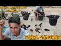 Download Lagu MERAWAT BURUNG TANPA SANGKAR SAMPAI BERANAK PINAK SEBANYAK INI😲