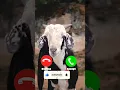Lagu Goat ringtone notification ringtone trending ringtone sms ringtone message ringtone #Goat_ringtone