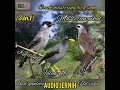 Download Lagu audio suara burung kutilang,jalak kebo ,trucukan