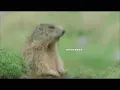Hey Gifs