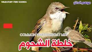 موسم الدخل  خلطة الشحوم  الدخلة بيضاء الحنجرة  بداية من هذا الشهر                         دندنها
