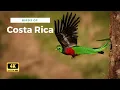Download Lagu Birds of Costa Rica in Mesmerizing 4K | Wings of Paradise