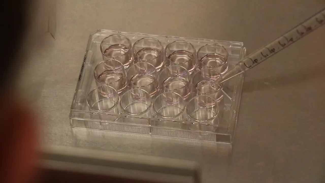 Transfection Tutorial