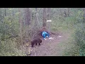 MN Black Bear Hunt