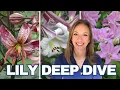 Best and worst Lilies for Cutting How to Have Lily Flowers Blooming for 3 Months Lily Varieties