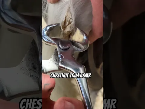 Chestnut trim asmr #asmr #satisfying #farrierlife