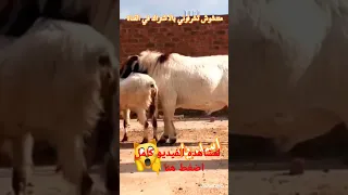 مواصفات المعزة اللي تتهجن مع الماعز البور 