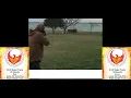 Phoenix Rising 22 LR Tracer