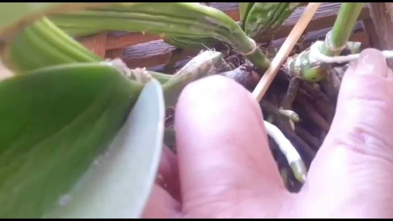 HIDRATAR ORQUÍDEA
