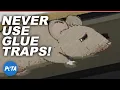 Download Lagu Why Nobody Should EVER Use Glue Traps