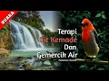 Download Lagu Suara terapi burung kemade dan gemercik air | Cit Keres | Cabe cabean | Pataonan Channel