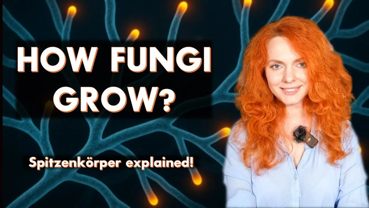 How Fungi Build Their Bodies — The Spitzenkörper Explained