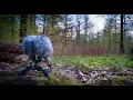FOREST DUSK 2H Live-Recorded European Forest Ambience No Loop