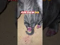 Download Lagu Dötünü yerim ama senin 😋😋😋 #canecorso #keşfet #reels #video #dog #köpekler #köpek #viral