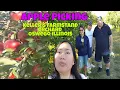 Apple Picking Keller s Farmstand Orchard Oswego Illinois