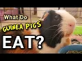 What Do Guinea Pigs Eat