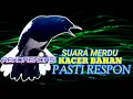 Download Lagu PANCINGAN KACER PAGI HARI SUARA MERDU BIKIN KACER BAHAN CEPAT NYAUT BUNYI GACOR