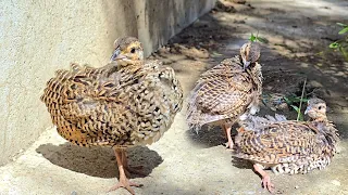 Kala Teeter Pthy Kalateetar Chicks 