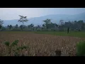 Download Lagu Suara burung yang menenangkan di sawah