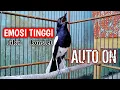 Download Lagu BIKIN KACER KONSLET EMOSI TINGGI AUTO ON DENGAR INI !! PANCINGAN KACER GACOR TERAMPUH.