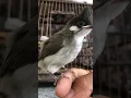 Download Lagu Cách nuôi chim Chào Mào non khỏe mạnh, lớn nhanh, hót hay #birds #animals #nature #cute #pets