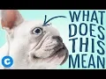 4 Things Your Dog Is Trying To Tell You Chewy