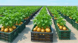 This Easy Method Grows Potatoes Anywhere—No Yard Needed