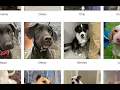 Blake and Bobotas ISP documentary - Behind the Process of animal welfare