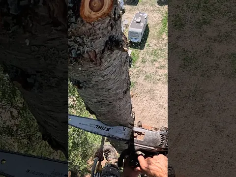 #logger #timberfaller #treeman