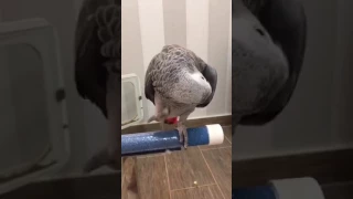 أهم مقطع للهاوي تدريب الببغاء على اللمس و عدم العض بالكلكر دندنها