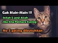 Download Lagu 5 Janji Allah Bagi Orang Yang Suka Pelihara Kucing | No 5 Paling dibutuhkan