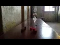 Travel Track On Sirk TV HENDRICKS COUNTY JAIL MUSEUM Danville Indiana
