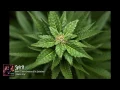 Spirit - 12 Dreams of Dr Sardonicus - Natures Way