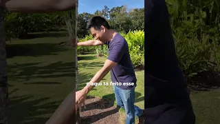 Porque deixam essa bola sem grama em volta das Árvores?