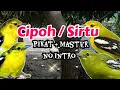Download Lagu Pancingan Sirtu / Cipoh Ampuh Buat Pikatan dan Masteran #pikatanburung #burungcipow #cipohgacor