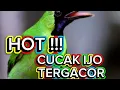 Download Lagu CUCAK IJO gacor ISTIMEWA 🔥🔥🔥