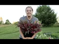 Harvesting Flowers for Market in Early July Upstate New York Snapdragons Astilbe Baptisia MORE