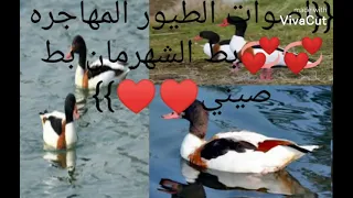 صوت روعه البط الشهرمان 