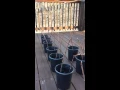 How to Grow Wine Grape Vines from Cuttings - Part