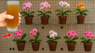 1 cup per week orchids produce 999 new roots and flowers instantly 