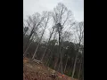 Powerful Precision Tree Removal in Wake Forest NC