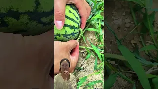 Insert A Toothpick Into The Root Of The Watermelon 