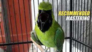 masteran cucak ijo ngerol nembak gereja paling dicari