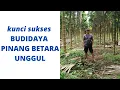 Download Lagu Kunci Sukses Budidaya Pinang Betara Unggul (Info Lengkap) - How to Cultivate Betel Nut