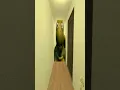 Turtle Huh Nextbot Gmod