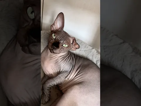 #dominikaandmaggie #dominikanichtschnell #richardstehthoch #sphynx